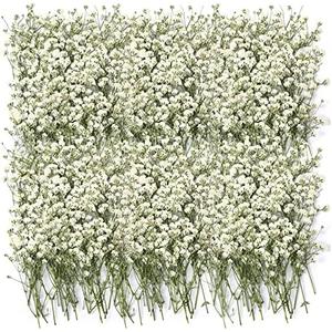 Tinideya 100 Pcs Dried Babys Breath Flowers Bulk Babys Breath Real Pressed Flowers Natural Gypsophila for Resin Wedding Art Craft Baby Shower DIY Invitations Scrap Booking Card Making(Ivory White)
