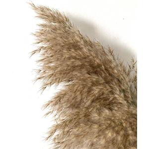 Dried Pampas Grass Decor, 8 Pack