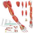 EVOTECH SCIENTIFIC Human Anatomical Muscular Arm Model, 7 Part Life Size Numbered Muscular Upper Limb Hand Model with Removable Muscles for Medical Physiology Study Teaching Includes Stand Poster