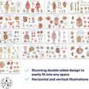 17 Human Anatomy Posters - Medical Posters, Circulatory, Skeletal, Male Reproductive, Female Reproductive, Muscular, Lymphatic, Nervous, Digestive, Endocrine, Respiratory, Urinary Systems, Anatomy of the Spine, Brain, Ear, Nose & Throat, Heart, Eye, Teeth, Models, Science Biology Health Poster for Classroom, Office, 18x30