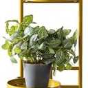 CHPHI Plant Stand Indoor Outdoor, 3-Tier Metal Flower Shelf Pot Holder , Corner Rack for Multiple Plants, Multiple Plants Rack Narrow Display Organizer for Patio Orchid Office Porch Living Room Garden (gold)