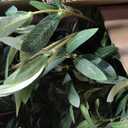 Realead Faux Olive Tree 7ft - Realistic Tall Olive Trees Artificial Indoor - Large Fake Olive Tree with Natural Wood Trunk and Lifelike Leaves - Artificial Olive Tree for Home Office Decor