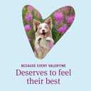 PetArmor 7 Way De-Wormer for Dogs, Oral Treatment for Tapeworm, Roundworm & Hookworm in Large Dogs & Puppies (Over 25 lbs), Worm Remover, Puppy Dewormer (Praziquantel & Pyrantel Pamoate), 2 Chewables