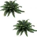 Coreland 35" Artificial Boston Ferns Outdoor Large, 2 Pack Fake Fern Plants with 60 Fronds Each, UV Resistant Faux Fern Bushes for Porch Planters Patio Garden Front Door Home Decor