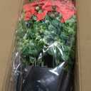 2 Set of Artificial Morning Glory & Eucalyptus Topiary Trees - Faux Silk Flower Potted Plants, UV-Resistant Fake Outdoor Morning Glory Bushes for Front Door, Yard, Farmhouse, Garden Decor (Red)