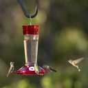 More Birds Bird Health+ Ruby Hummingbird Feeder, Glass Hummingbird Feeders for Outdoors, 4 Feeding Stations, 10 Ounces, Ruby Red
