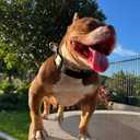 Chain Collar with Buckle Quick Release Adjustable Chrome Stainless Steel Dog Chain with Dog Tag Comfort No Pull Dog Collar(Gold, 24") (24"(for 20"-23.5" Neck))