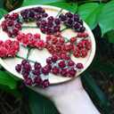 100 pcs Tiny Artificial Roses Mixed Burgundy Five Color Mulberry Paper Flower 15-18 mm Flower Wedding Scrapbooking (Burgundy)