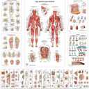 23 Human Anatomy Posters and Charts - 18x30, Medical Posters, Anatomy of the Skull, Injury, Breast, Skin, Ligaments of The Joints, Circulatory, Skeletal, Reproductive, Muscular, Injuries, Nervous Systems, Spine, Brain, Ear, Nose & Throat, Heart, Eye, Teeth, Science Biology Health Poster for Classroom, Office - Laminated