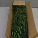 8 Pcs Large Christmas Norfolk Pine Stems 36 Inch, Long Greenery Artificial Realistic Lighted Pine Branches with Lights for Tall Vase, Fireplace Mantel Decor, Centerpieces & Indoor Decorations, Filler