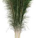 10 Pcs Natural Peacock Feathers : Various Sizes (45-50)
