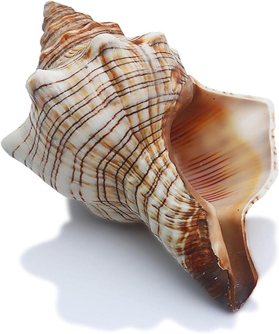SINKOO 2PCS Conch Shell Large Natural Seashells Perfect for Fish Tank Wedding Decor Beach Theme Party Home Decorations