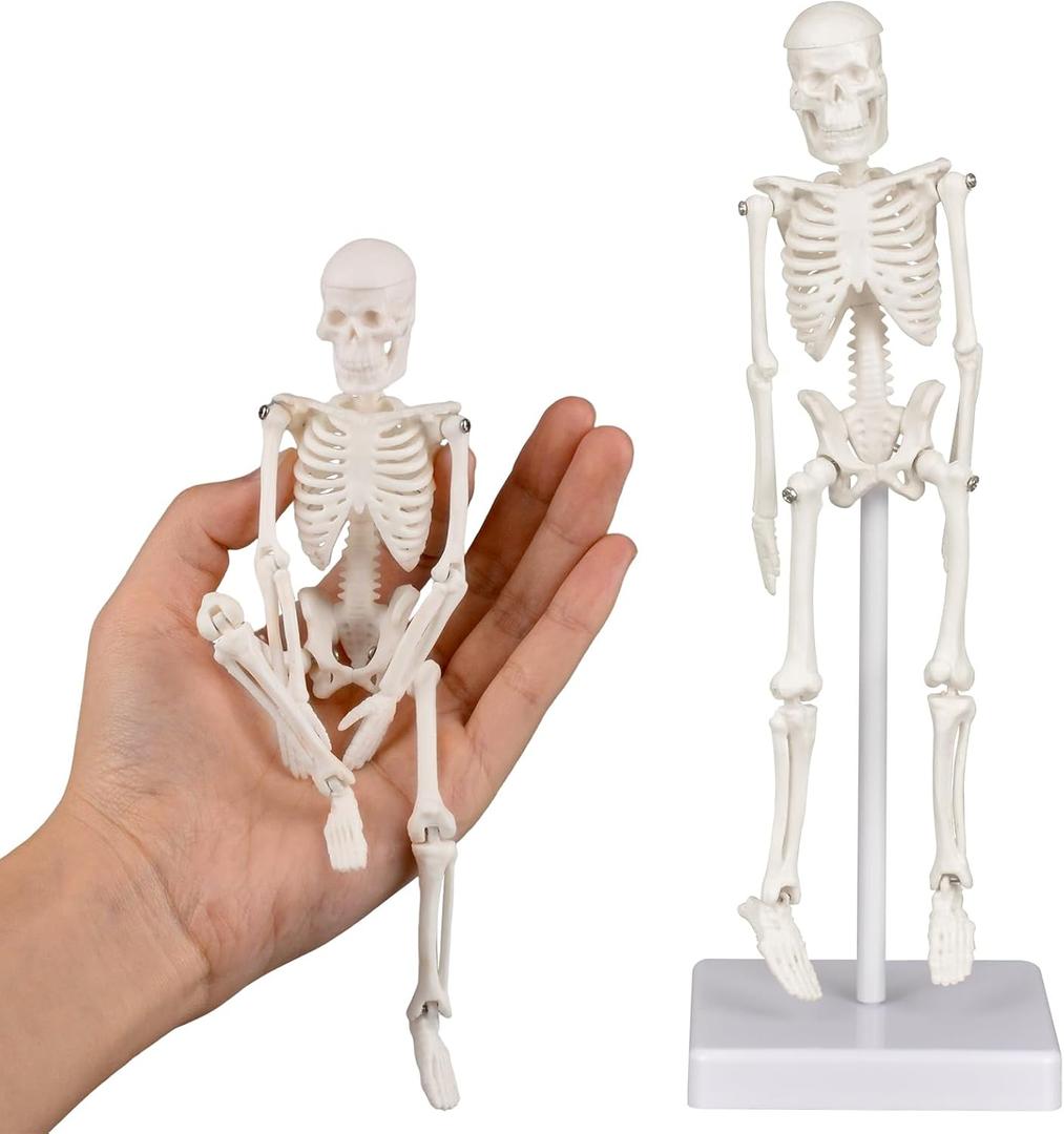 Mini Skeleton Model, 7.8" Small Anatomy Skeleton Figure, Movable Arms and Legs, Human Body Model with Base, Human Bones for Teaching Tool, Decoration
