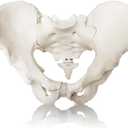 2024 New Life Size Pelvis Model Anatomy Model for Science Education and Medical Study