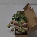 5Pcs Artificial Ranunculus Flower Silk Flowers Persian Buttercup for Home Wedding Decoration Floral Creation Flower Arrangement DIY Project (Pink Green)