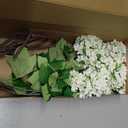 Hydrangea Artificial Flowers Fake Hydrangeas - Silk Flowers 4 Pack 28 Inch Long with 12 Real Touch Blooms, Snowball Viburnum for Wedding and Home Decor (White)