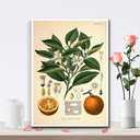 YOUXIGOUYUE Canvas Painting Wall Mural Print Vintage Print Orange Plant Poster Living Room and Bedroom Office Decoration 12x18inch (Without Frame)
