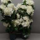 Faux Hydrangea Tree 30" Tall (2 Pack), Artificial Hydrangea Plant in Pot with White Flowers, Realistic Hydrangea Tree for Indoor Outdoor Porch, Patio, Home Decor