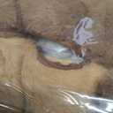 MaoGoLan 39.4" Capybara Plush Pillow, Cute Capybara Stuffed Animal, Soft Sleeping Capybara Throw Pillow Birthday Christmas Festival Gifts for Kids Adults (Dark Brown)