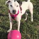 Jolly Pets Bounce-n-Play Dog Toy Ball, 8 Inches, Pink, All Breed Sizes
