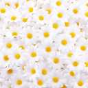 Waydress 200 Pieces Faux Daisy Flower Heads for Craft Mini Fabric Daisy Flower Heads Bulk 1. 57 Inch Artificial Fake Small Daisies Art DIY Craft for Summer Wed Birth Party Decor (White)