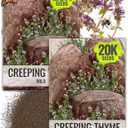 Seed Needs Wild Creeping Thyme Seeds to Plant Groundcover Flowers 2 Packs