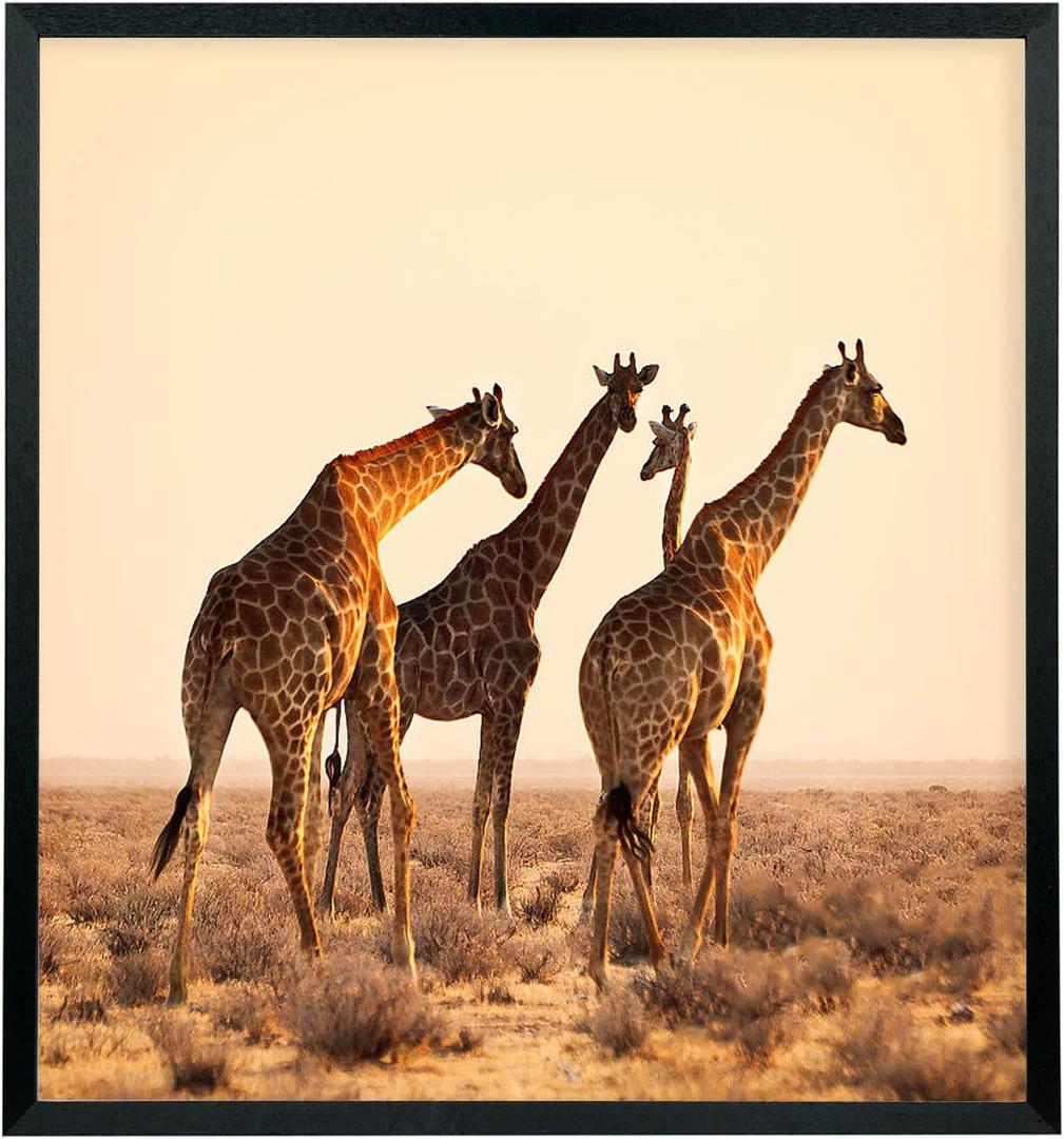 Mxtallup 22x24 Picture Frames Solid Wood 22x24 Poster Frame for Wall Photo Frames Family Black (T22B2224)