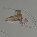 Hummingbird Ornament Decor Figurines Acrylic Hanging Hummingbirds Crystal Suncatcher Bird Figurine for Home Decorative Tree Ornaments Charm Humingbird Party Decorations(Iridescent)