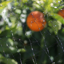 Bond Manufacturing Garden Netting, Black 7ftx21ft