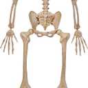 JOYIN 5 FT Halloween Skeleton Life Size, Stayable Posable Skeleton Decor, Full Body Movable Joints Giant Skeletons for Halloween Decoration Outdoor, Haunted House Prop, Spooky Scary Graveyard Party (Beige, S)