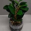 AlphaAcc Artificial Plants Potted Real Looking Small Faux Plant with Rustic Black Cement Planter for Kitchen Office Desk Bookshelf Decor (Ficus Plant)