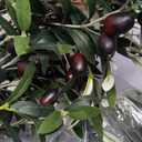 Artificial Olive Tree, 5FT Tall Faux Silk Plant Artificial Tree in Potted Oliver Branch Leaves and Fruits for Modern Home Decor Indoor