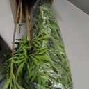 Artificial Mahonia fortunei Tree 7ft Tall Fake Trees for Indoor, Large Mahonia fortunei Plants with White Planter for Home Decor and Housewarming Gift,