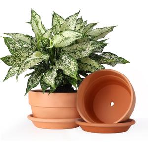 INGOFIN 8 Inch Terracotta Shallow Pots Set with Saucer - Ceramic Clay Pots with Drainage Hole, Terra Cotta Pot for Plants for Indoor Outdoor Plants, Set of 2