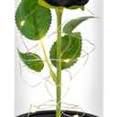QUELIEN Preserved Black Rose,Light Up Rose in Glass Dome,Rose Flower Presents for Birthday,Mother's Day,Anniversary