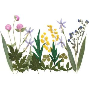 2 x Real Pressed Flowers, Natural Dried Pressed Flowers for Resin Mold, Paper Making, Art Frame Making, Soap, Candle, DIY Craft Supplies Beginner Kits (Fq-cp05)