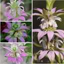 10 x Seed Needs Spotted Bee Balm Seeds to Plant Horsemint Flowers/Herbs 1 Pack