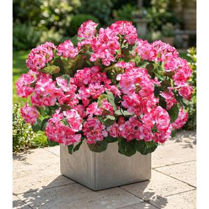 Artificial Geranium Fake Flowers for Outdoors Decoration, 6 Bundles Silk Geraniums Pink Flower UV Resistant Look Real Faux Plants for Outside Planter Front Door Garden Porch Patio Balcony Yard Home