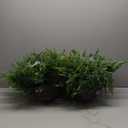 QIANYUN Fake Fern Outdoor Artificial Plants-2-Pack Artificial Outdoor Hanging Fern Faux Greenery UV Resistant Plastic Plants for Front Porch Living Room Garden Decor- Including Hanging Planters