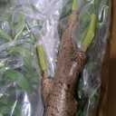 Niwellveb 8FT Fake Tree Artificial Olive Trees Artificial Indoor Realistic Potted Silk Indoor Large Fruit for Home Offices, Living Rooms, Bedrooms, Stairs and Foyer Decor (8 Ft Leaf Type)