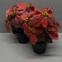 14" Poinsettias Artificial Christmas Flowers 9 Heads Faux Poinsettia Plants for Home Porch Garden Office Indoor Outdoor Christmas Decorations Hot Red (1PC)