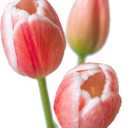 DUYONE 15pcs Artificial Tulips Flowers, Latex Bouquet, Fake Tulips for Office Wedding Party Home Kitchen Garden Decoration-B Coral Pink