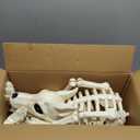 JOYIN Howling Wolf Skeletons Halloween Decorations 34 Skeleton Dog with Red LED Eyes, Auto-Chin Opening and Closing, Movable Posable Joints Animal Skeleton for Outdoor Indoor Garden Graveyard Decor