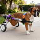 LetPetRun Dog Support Wheelchair for Back Legs Adjustable Dog Mobility Cart for Hind Legs Support Cart for Injured or Paralyzed Dogs (S-B)