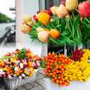 Sggvecsy 30 Pcs Fake Tulips Artificial Flowers Real Touch PU Faux Flowers Tulip Stems for Wedding Spring Bouquet Floral Arrangement Home Office Party Decorations for Mother's Day (Multi Colors)