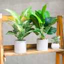 Der Rose 2 Pack Fake Plants Artificial Tropical Faux Plants Indoor for Office Desk Home Sage Green Decor