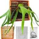 Set of 2 Staghorn Fern Mounting Blocks, 2 x 12 Inches Square Staghorn Fern Mounting Kit