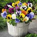 4 x 100+ Seeds Viola Swiss Giant Mix - Flower Multicolor