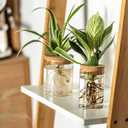 Glass Plant Propagation Stations for Plants Set of 8(4 Large & 4 Small) Hydroponic Vases for Plant Cuttings,Flower Arrangements, Home & Office DecorDesktop Vases for Living Room, Bedroom (8)