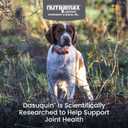 Nutramax Dasuquin for Small to Medium Dogs, Joint Health Supplement, Contains Glucosamine for Dogs, Plus Chondroitin, ASU, MSM and More, Supports Healthy Joints, Chewable Tablets, 150 Count EXP: 09-2029